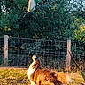 Paco a rejoint le concours — aidez-le/la à gagner de superbes lots ! active, animal, backyard, canine, catching, daytime, dog, fence, frisbee, grass, greenery, leash, motion, nature, outdoor, pet, playing, summer, sunlight, tail