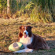 Paco a rejoint le concours — aidez-le/la à gagner de superbes lots ! animal, brown, canine, dog, fence, frisbee, grass, green, happy, leisure, nature, outdoor, pet, playful, relaxed, summer, sunlight, sunshine, tongue_out, white