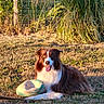 dog, grass, frisbee, outdoor, pet, playful, sunlight, brown, white, tongue_out, happy, fence, nature, summer, canine, animal, leisure, relaxed, green, sunshine