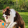 Paco participe au concours pour gagner de l'argent avec cette photo : active, animal, ball, border_collie, catching, daylight, dog, excited, fur, grass, greenery, happy, jumping, motion, nature, outdoor, pet, playing, summer, yard