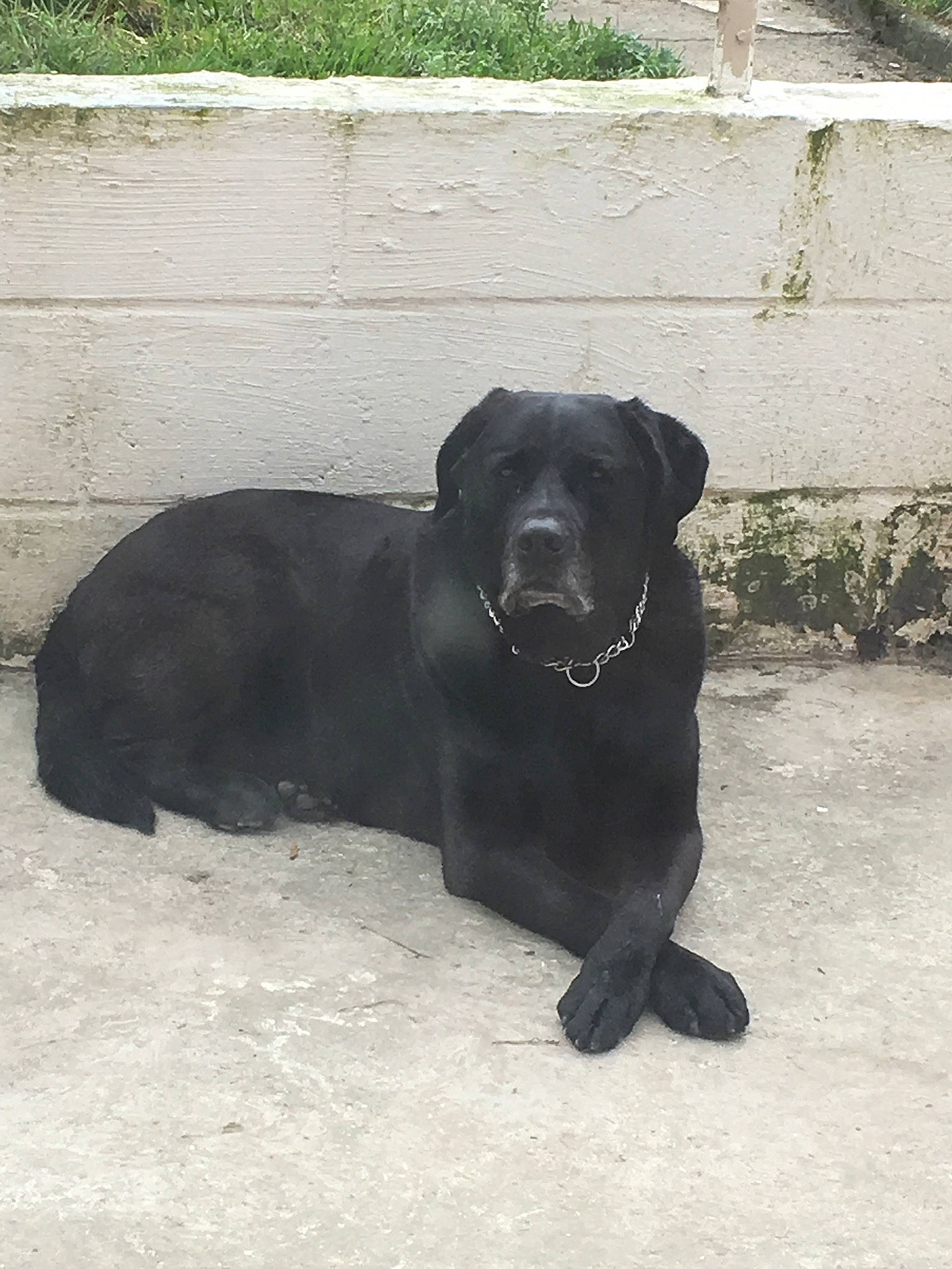 Lény participe au concours pour gagner de l'argent avec cette photo : beagador, black, borador, canidae, carnivore, companion_dog, dog, dog_breed, hunting_dog, labrador_retriever, patterdale_terrier, retriever, snout, sporting_group, street_dog, tail