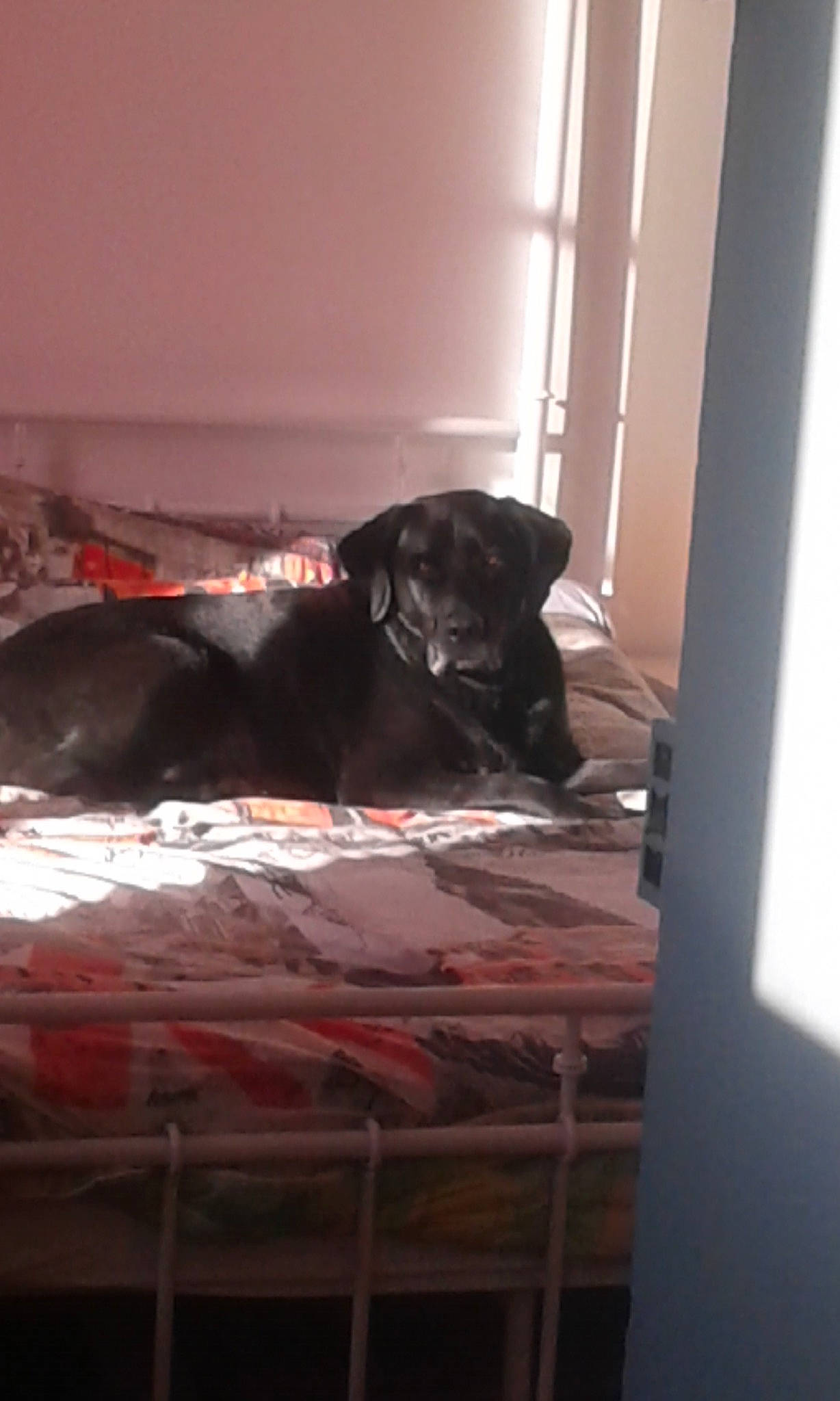 Lény participe au concours pour gagner de l'argent avec cette photo : cane_corso, canidae, carnivore, dog, dog_breed, guard_dog, labrador_retriever, pointer, puppy, retriever, sporting_group