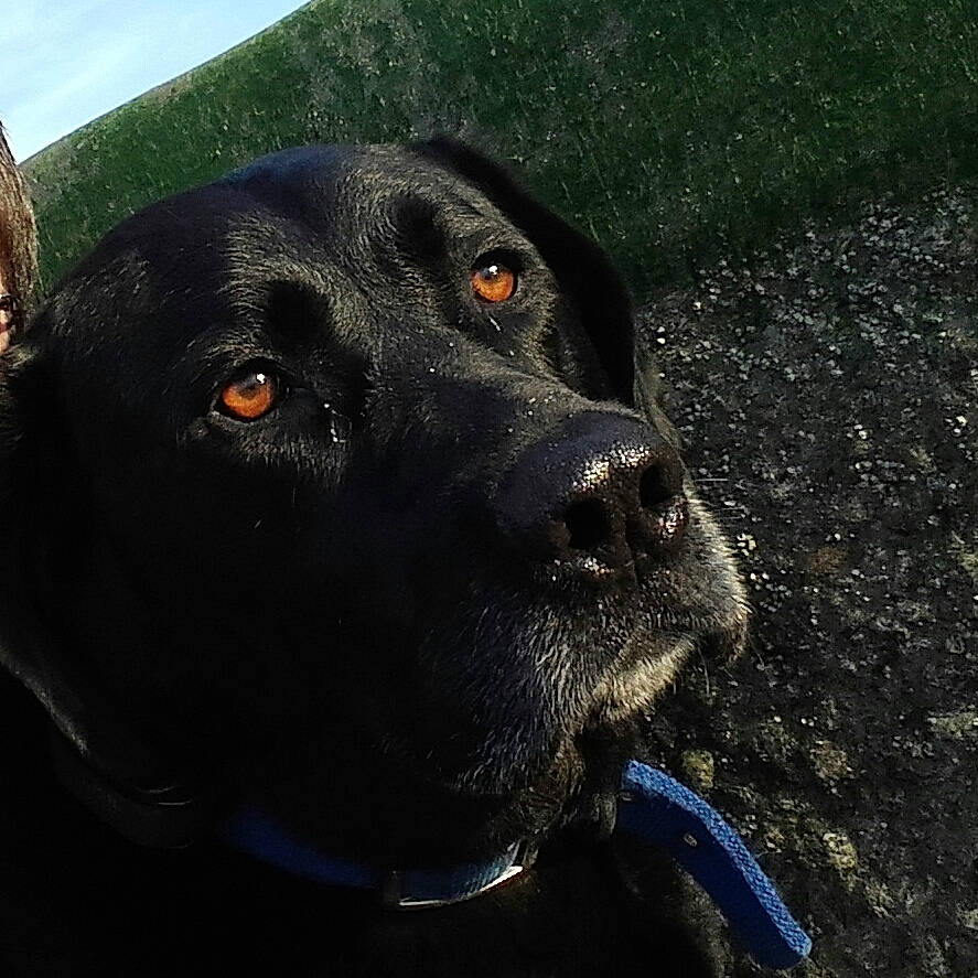 Lény a rejoint le concours — aidez-le/la à gagner de superbes lots ! beagador, borador, canidae, carnivore, dog, dog_breed, dog_collar, eye, hunting_dog, labrador_retriever, nose, photography, pointing_breed, retriever, snout, sporting_group, whiskers