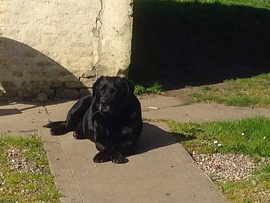 Lény participe au concours pour gagner de l'argent avec cette photo : canidae, carnivore, companion_dog, dog, dog_breed, flat_coated_retriever, guard_dog, labrador_retriever, mammal, puppy, retriever, snout, sporting_group, vertebrate