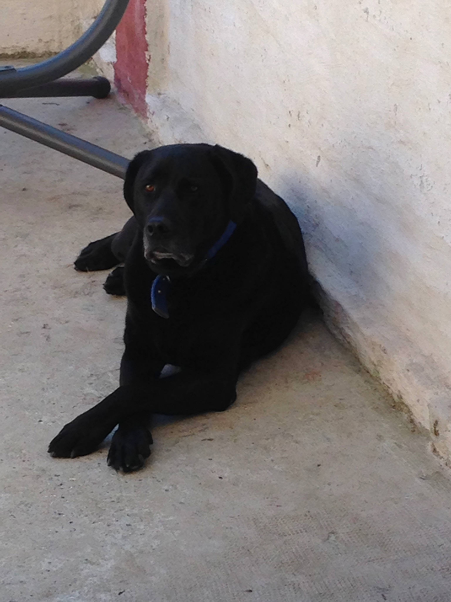 Lény a rejoint le concours — aidez-le/la à gagner de superbes lots ! beagador, borador, canidae, carnivore, companion_dog, dog, dog_breed, flat_coated_retriever, labrador_retriever, patterdale_terrier, retriever, snout, sporting_group, tail