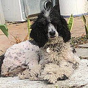 Nighty-Nite joined the competition — help win amazing prizes! dog, black_and_white, fluffy, curly_coat, long_ears, lying_down, outdoor, patio, concrete, plants, garden, building, portrait, pet, relaxed, sitting, animal, fur, daylight, smartphone_screenshot