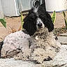 dog, black_and_white, fluffy, curly_coat, long_ears, lying_down, outdoor, patio, concrete, plants, garden, building, portrait, pet, relaxed, sitting, animal, fur, daylight, smartphone_screenshot