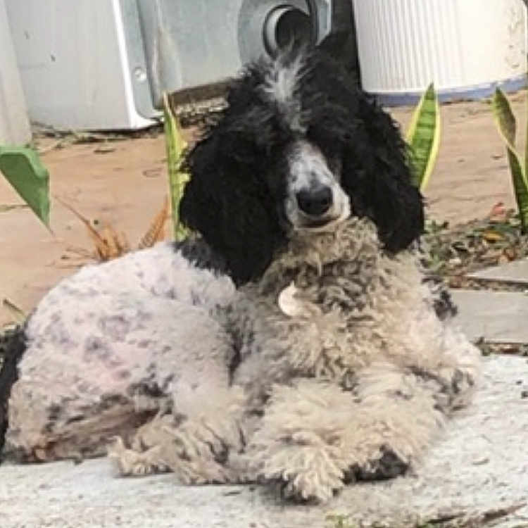 Nighty-Nite joined the competition — help win amazing prizes! dog, black_and_white, fluffy, curly_coat, long_ears, lying_down, outdoor, patio, concrete, plants, garden, building, portrait, pet, relaxed, sitting, animal, fur, daylight, smartphone_screenshot