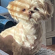 Ollie is registered to the contest to win money with this photo: animal, carpet, companion, cozy, cream_color, cute, dog, domestic, fluffy, fur, home, indoor, living_room, pet, portrait, shadow, sitting, small_dog, sunlight, wooden_furniture