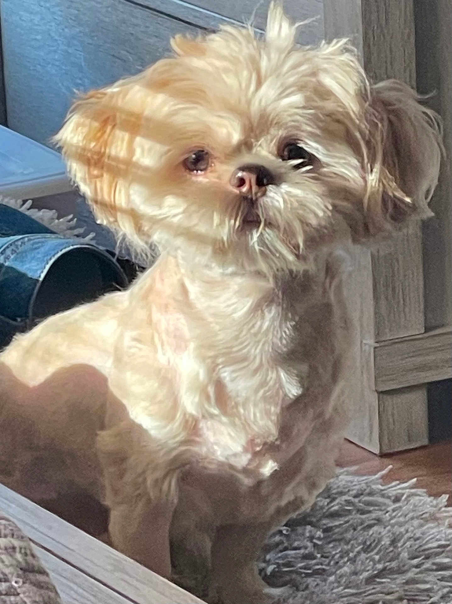 Ollie