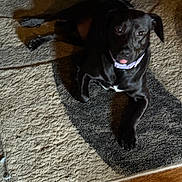 Lexi joined the competition — help win amazing prizes! animal, black_dog, canine, carpet, collar, cute, dog, domestic_animal, floor, furry, household, indoor, looking_up, lying_down, pet, playful, relaxed, shadow, tongue_out, wood_floor