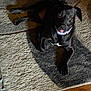 animal, black_dog, canine, carpet, collar, cute, dog, domestic_animal, floor, furry, household, indoor, looking_up, lying_down, pet, playful, relaxed, shadow, tongue_out, wood_floor