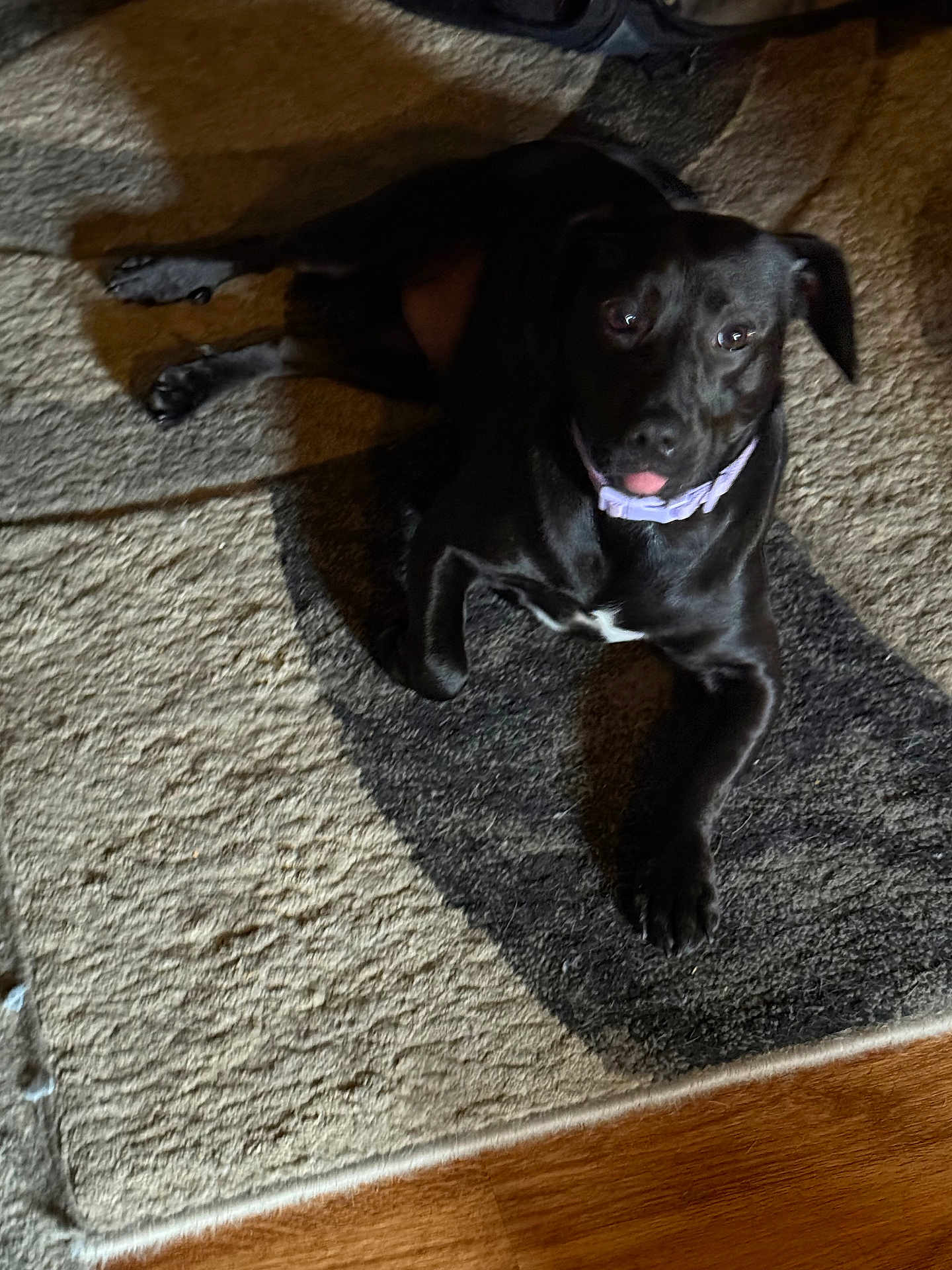 Lexi