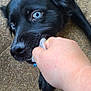 dog, black_dog, blue_eyes, playing, tug_of_war, hand, fabric, outdoor, pavement, pet, animal, close_up, fur, snout, paw, interaction, texture, daylight, chewing, engagement