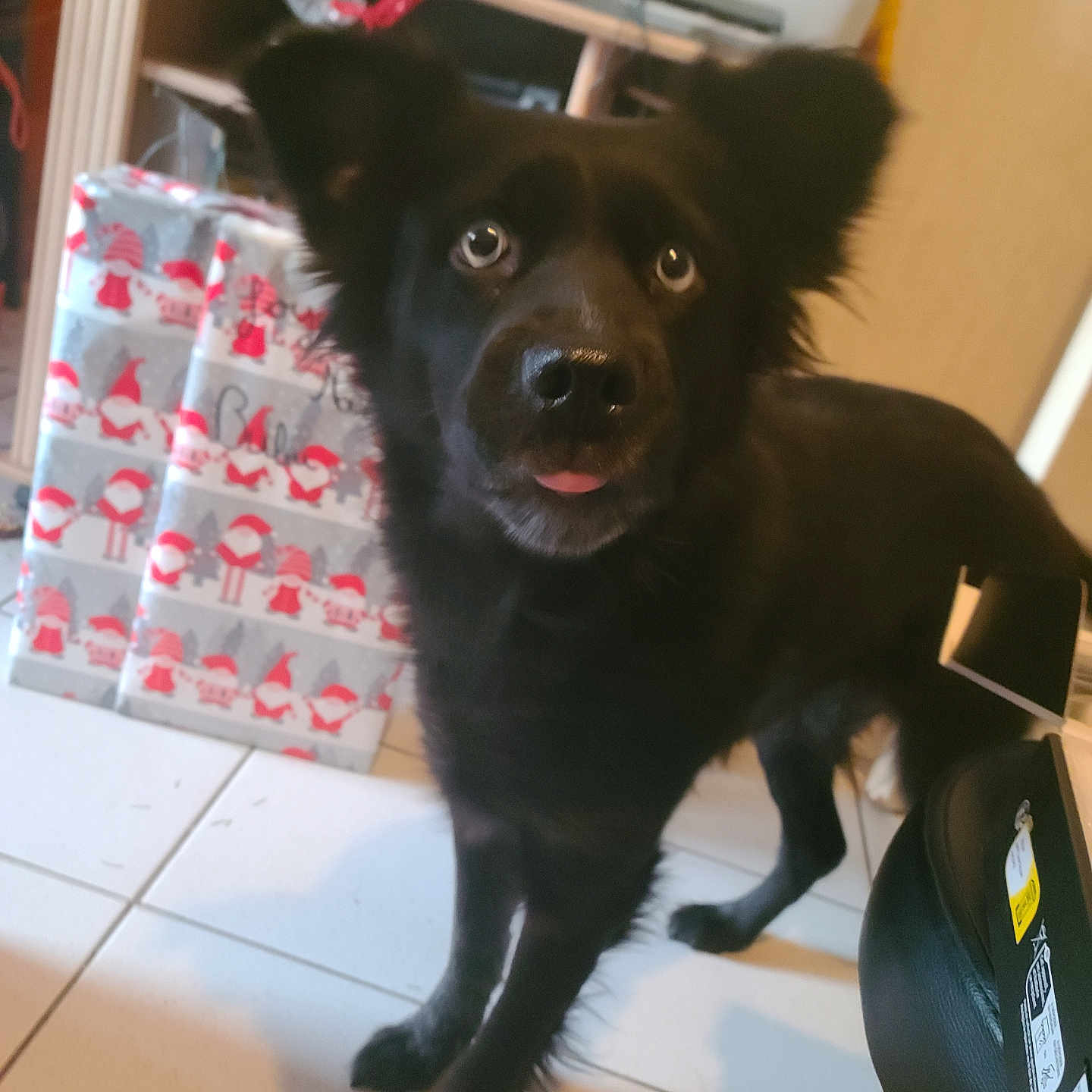 Aria participe au concours pour gagner de l'argent avec cette photo : animal, black_dog, chair, christmas_presents, curious, cute, dog, ears, face, floor, furniture, gift_wrap, home, indoors, living_room, looking, office_chair, pet, tile_floor, tongue