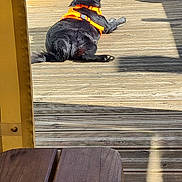 Aria participe au concours pour gagner de l'argent avec cette photo : animal, back_view, black_dog, calm, daylight, dog, fence, house, leisure, orange_harness, outdoor, patio_chair, pet, relaxing, resting, shadow, summer, sunlight, wood, wooden_deck