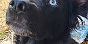 Aria participe au concours pour gagner de l'argent avec cette photo : dog, black_dog, blue_eyes, pet, outdoor, backyard, grass, pool, curious, closeup, fur, animal, canine, garden, sunlight, ears, snout, nose, portrait, young_dog