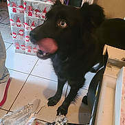 Aria participe au concours pour gagner de l'argent avec cette photo : dog, black_dog, tongue, wrapping_paper, gift_boxes, tile_floor, indoor, holiday, christmas, playful, pet, animal, mess, box, furniture, looking_up, paw, closeup, cute, tongue_out