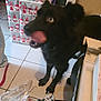 dog, black_dog, tongue, wrapping_paper, gift_boxes, tile_floor, indoor, holiday, christmas, playful, pet, animal, mess, box, furniture, looking_up, paw, closeup, cute, tongue_out