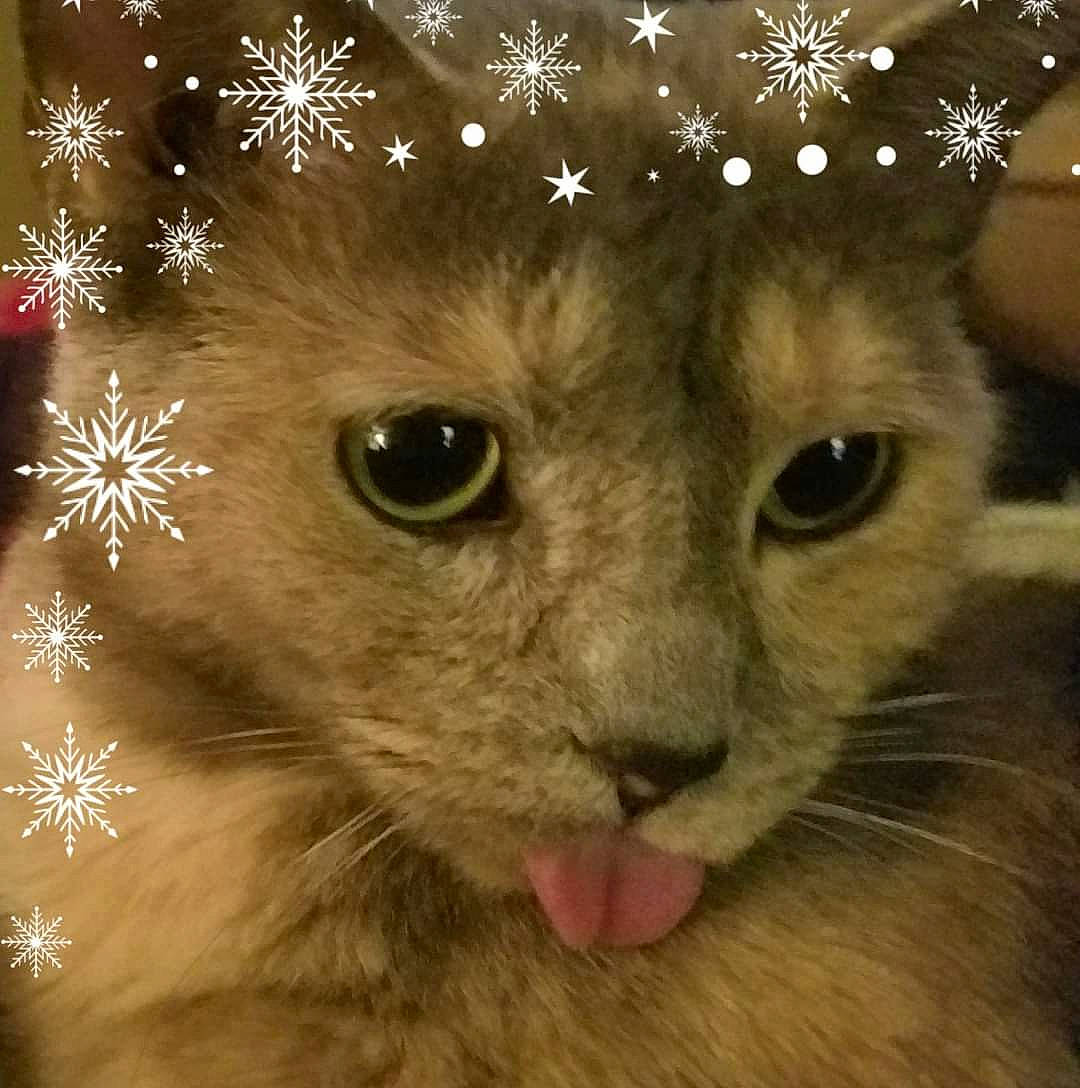 Nimbus joined the competition — help win amazing prizes! art, carnivore, cat, christmas, christmas_ornament, close_up, costume_hat, domestic_short_haired_cat, event, fashion_accessory, fawn, felidae, fur, hat, holiday, ornament, small_to_medium_sized_cats, snout, terrestrial_animal, whiskers