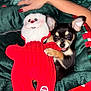 dog, chihuahua, puppy, plush_toy, santa_claus, blanket, hand, red_nails, toy, cozy, ears, eyes, mouth, bed, pet, festive, christmas, fabric, black_and_tan, human