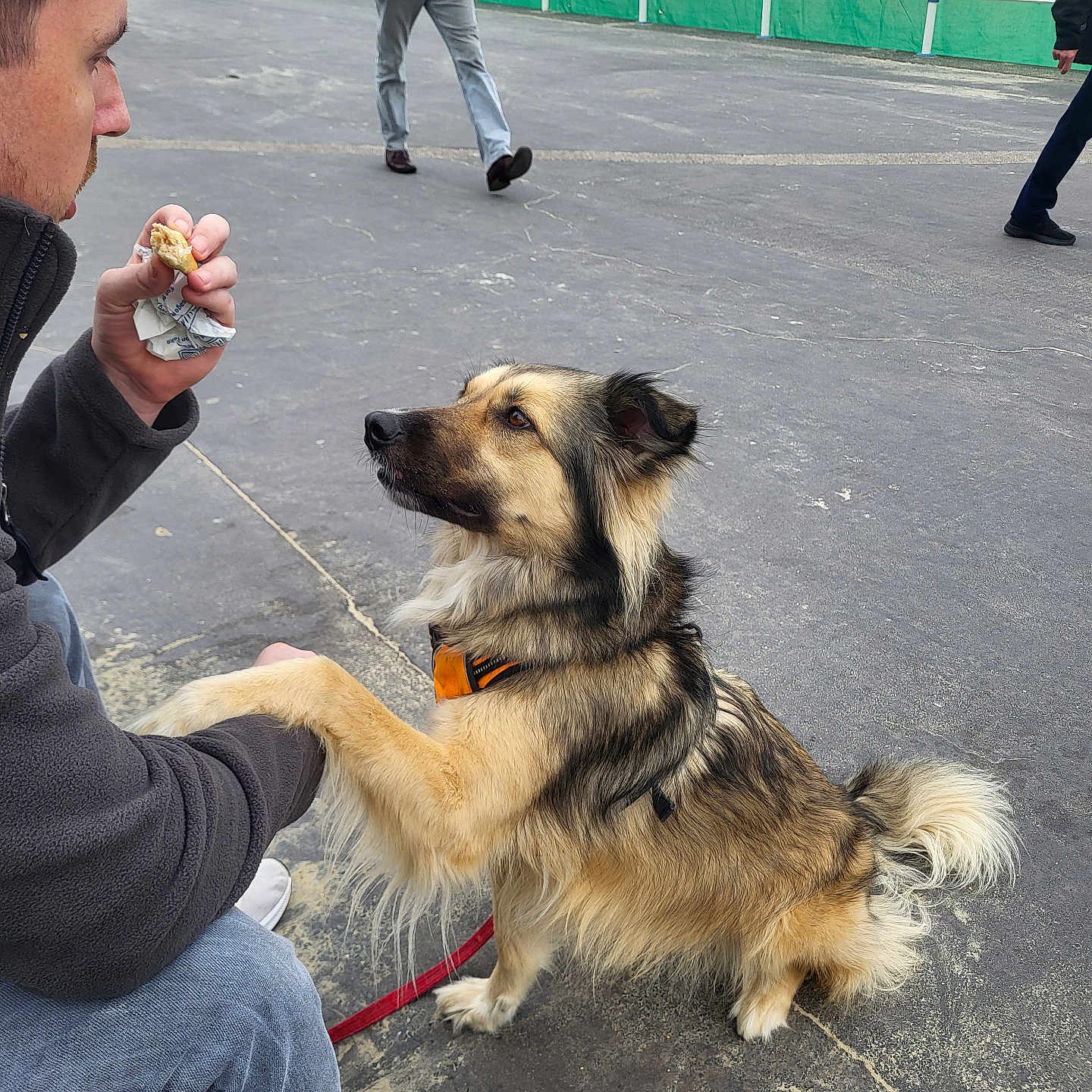 Bella joined the competition — help win amazing prizes! accessories, adult, animal, bodypart, canine, clothing, coat, dog, face, finger, footwear, hand, jeans, male, man, pants, person, pet, shoe, strap