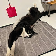 Hadesse a rejoint le concours — aidez-le/la à gagner de superbes lots ! cat, black_and_white_cat, towel, striped, relaxed, indoor, pet, fur, whiskers, paws, face, table, fly_swatter, red, coffee_container, shelf, white_wall, floor, domestic, cute