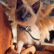 Simone participe au concours pour gagner de l'argent avec cette photo : animal, bell, blue_eyes, cat, closeup, collar, cozy, curious, cute, fur, furniture, home, indoor, kitten, orange_blanket, pet, soft_light, warm_colors, whiskers, young_cat