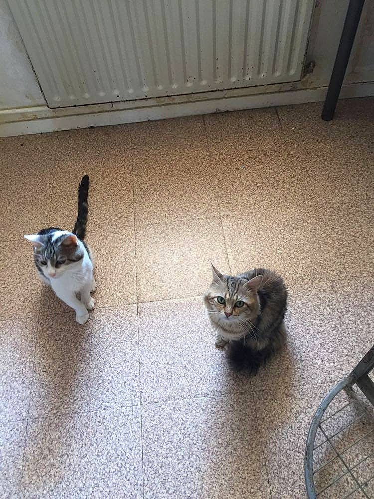 Minouch a rejoint le concours — aidez-le/la à gagner de superbes lots ! aegean_cat, carnivore, cat, domestic_short_haired_cat, european_shorthair, fawn, felidae, floor, flooring, hardwood, kitten, munchkin, small_to_medium_sized_cats, tabby_cat, tail, whiskers