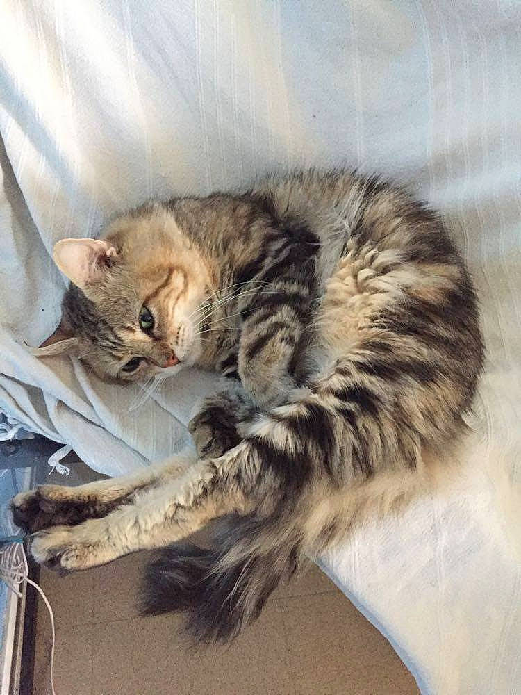 Minouch a rejoint le concours — aidez-le/la à gagner de superbes lots ! american_curl, asian, carnivore, cat, domestic_long_haired_cat, domestic_short_haired_cat, dragon_li, european_shorthair, felidae, fur, kitten, maine_coon, mammal, norwegian_forest_cat, pixie_bob, siberian, small_to_medium_sized_cats, tabby_cat, whiskers, wild_cat