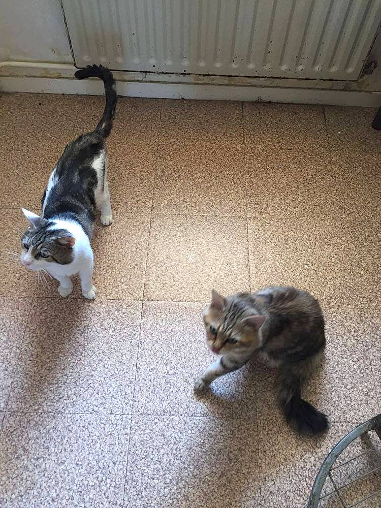 Minouch participe au concours pour gagner de l'argent avec cette photo : bengal, carnivore, cat, domestic_short_haired_cat, european_shorthair, fawn, felidae, floor, flooring, fur, kitten, mammal, paw, polydactyl_cat, small_to_medium_sized_cats, tabby_cat, tail, whiskers