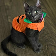 Koda is registered to the contest to win money with this photo: animal, black_nose, cat, collar, costume, curious, cute, ears, feline, festive, gray_cat, halloween, holiday, indoor, pet, pumpkin_costume, sitting, whiskers, wide_eyes, wooden_floor