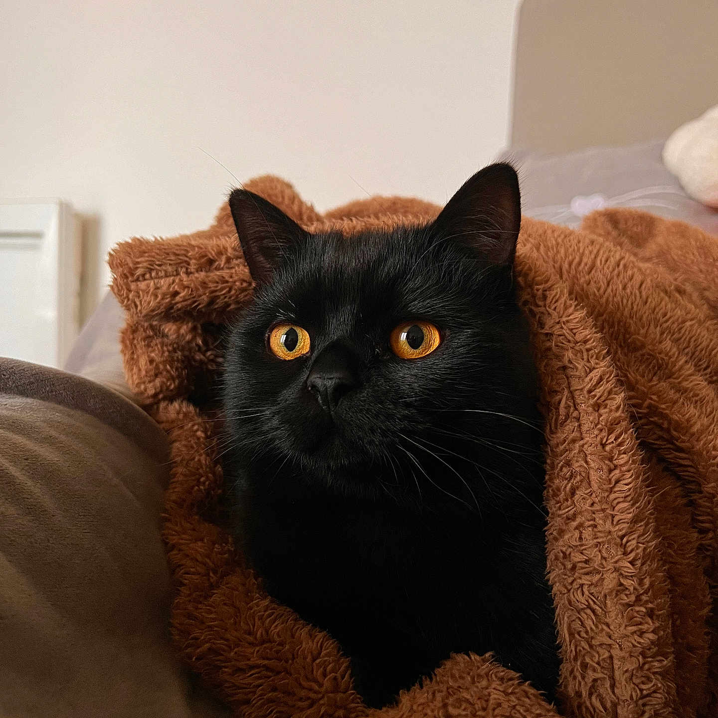 Taeko a rejoint le concours — aidez-le/la à gagner de superbes lots ! abyssinian, animal, armchair, blackcat, blanket, cat, chair, couch, furniture, kitten, manx, pet, quilt, towel