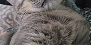 Thor is registered to the contest to win money with this photo: cat, sleeping, close_up, gray_tabby, whiskers, nose, fur, cozy, blanket, pet, cute, relaxed, animal, indoor, mammal, soft, face, resting, portrait, feline