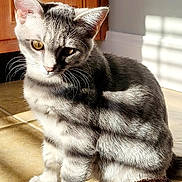 Thor is registered to the contest to win money with this photo: cat, kitten, gray_tabby, indoor, sunlight, shadow, whiskers, floor, tile_floor, window_blinds, pet, animal, cute, feline, young_cat, sitting, curious, golden_eyes, soft_light, home