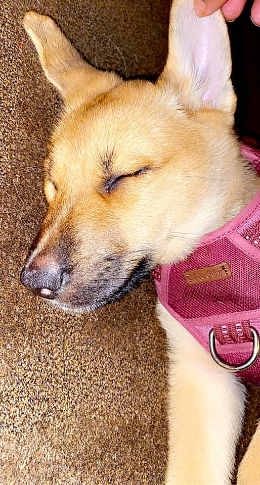 Shíla joined the competition — help win amazing prizes! ancient_dog_breeds, canidae, canis, carnivore, collar, companion_dog, dingo, dog, dog_breed, fawn, fur, herding_dog, jaw, snout, spitz, sporting_group, terrestrial_animal, whiskers, working_animal, working_dog