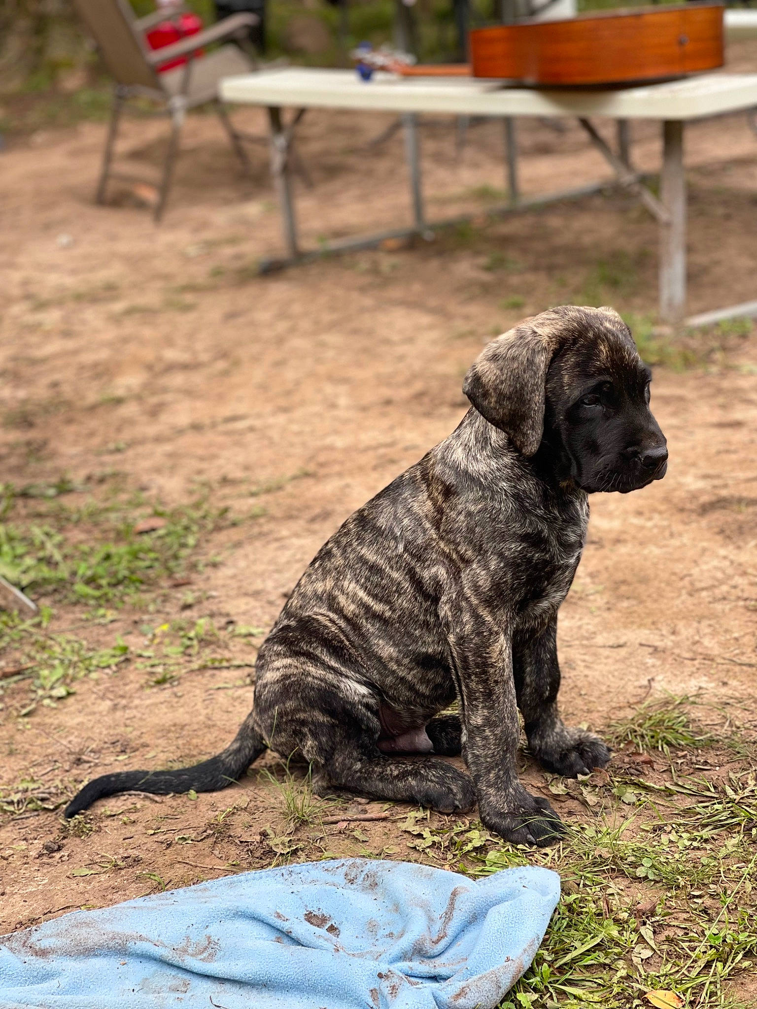 Torque is registered to the contest to win money with this photo: canidae, carnivore, chair, companion_dog, dog, dog_breed, fur, grass, guard_dog, gun_dog, hunting_dog, non_sporting_group, soil, sporting_group, tail, terrestrial_animal, working_animal, working_dog