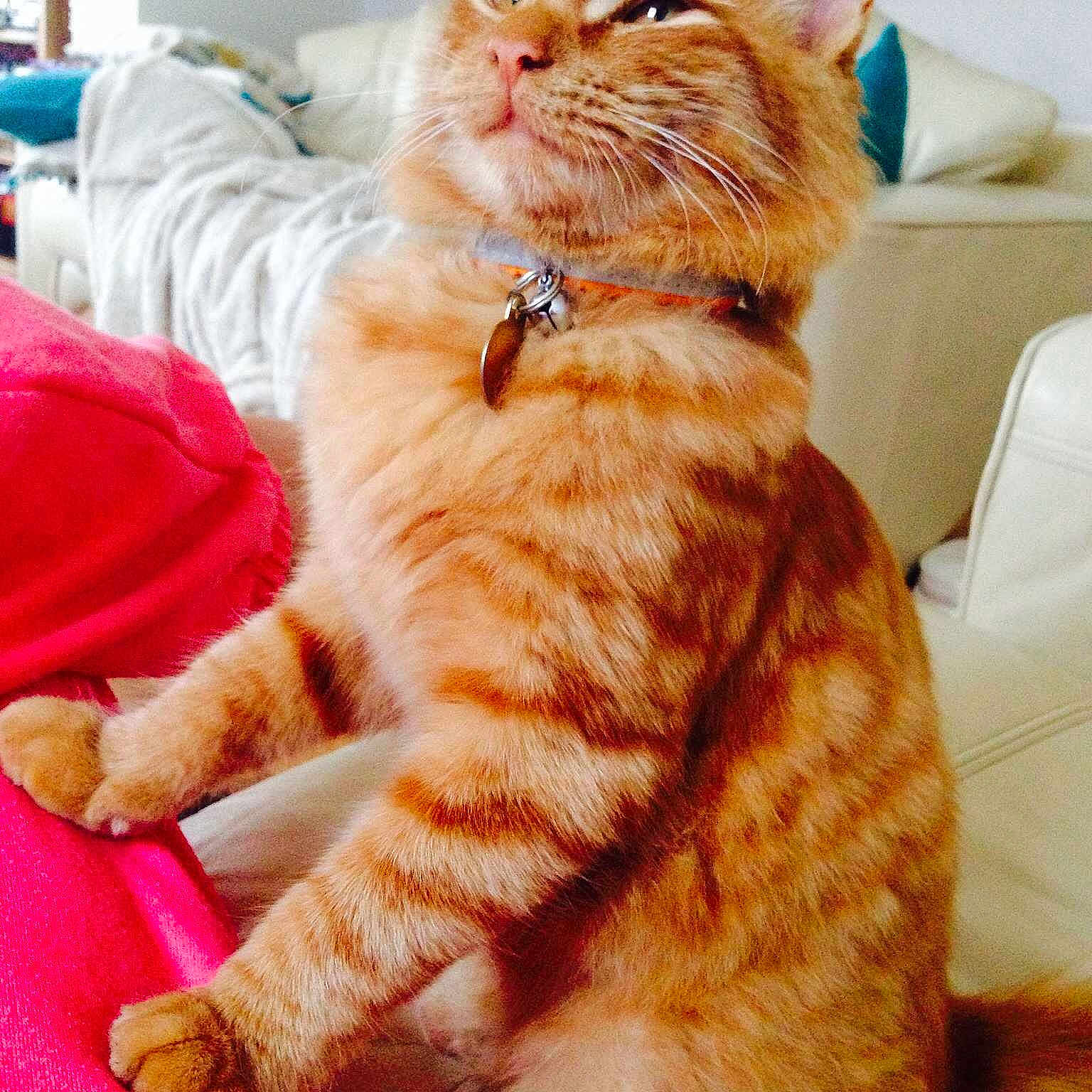 Bruno is registered to the contest to win money with this photo: