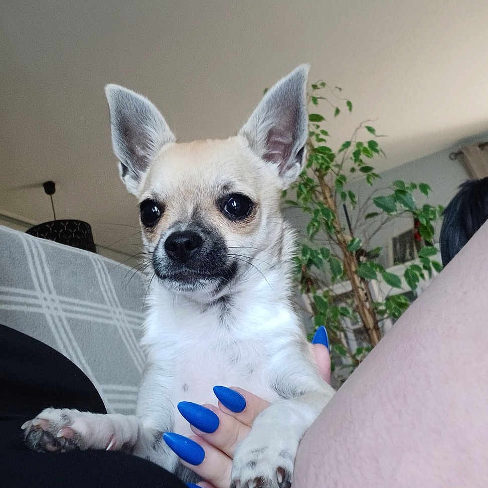 Vicky participe au concours pour gagner de l'argent avec cette photo : accessories, animal, baby, bodypart, canine, chihuahua, dog, face, finger, hand, head, jewelry, person, pet, photography, plant, portrait, pottedplant, puppy, ring