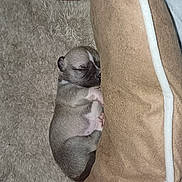 Vicky participe au concours pour gagner de l'argent avec cette photo : animal, back, beagle, blanket, bulldog, canine, cat, chihuahua, couch, dog, furniture, hound, husky, person, pet, pug, puppy, quilt, sleeping, terrier