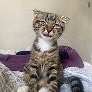 Spud is registered to the contest to win money with this photo: kitten, cat, tabby, white_paws, white_chest, fur, whiskers, ears, tail, blanket, cozy, indoor, pet, cute, curious, young, animal, feline, sitting, expression