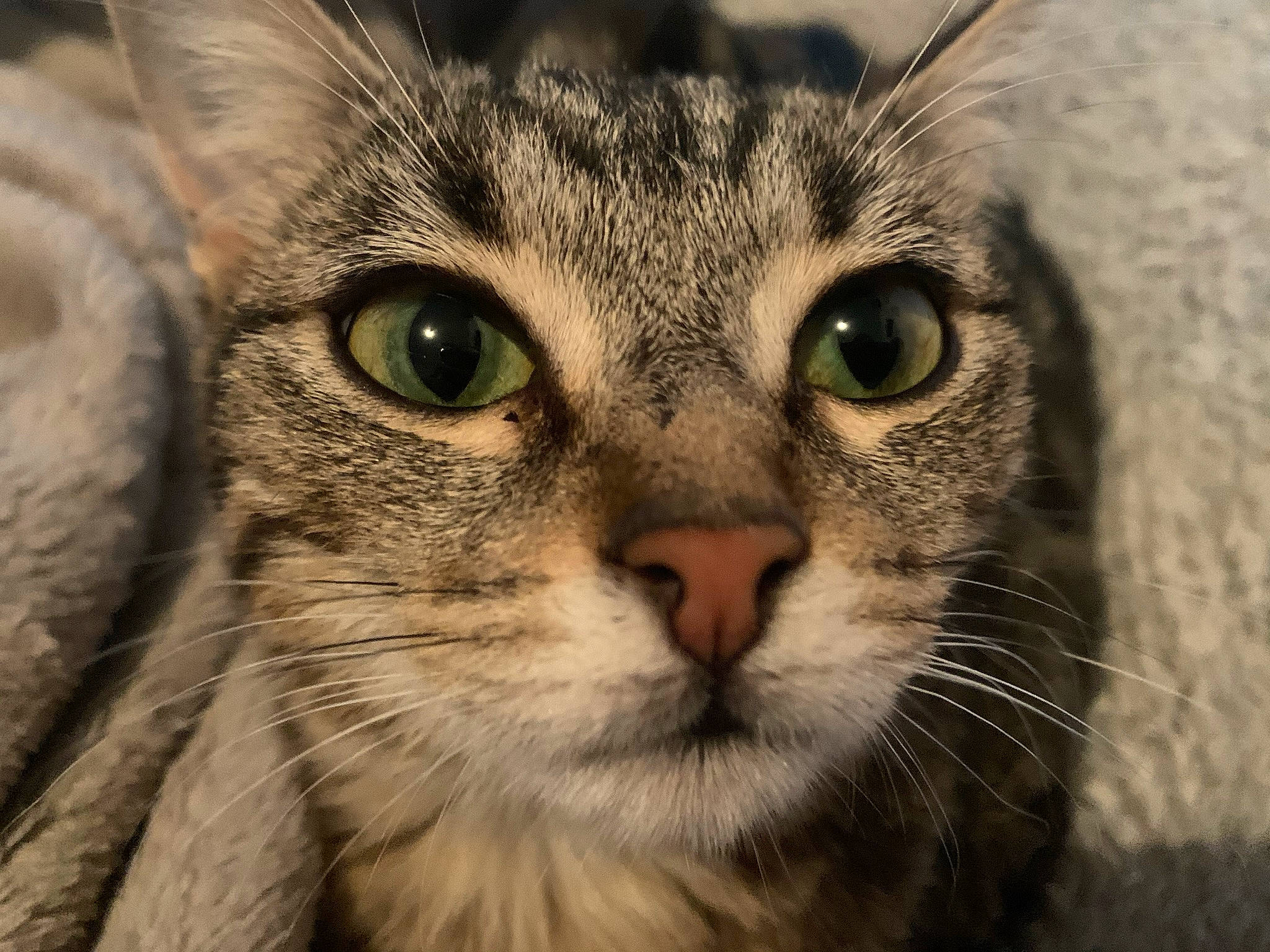 Heidi participe au concours pour gagner de l'argent avec cette photo : carnivore, cat, domestic_short_haired_cat, ear, eye, felidae, fur, grass, head, iris, small_to_medium_sized_cats, snout, terrestrial_animal, tree, whiskers, wildlife