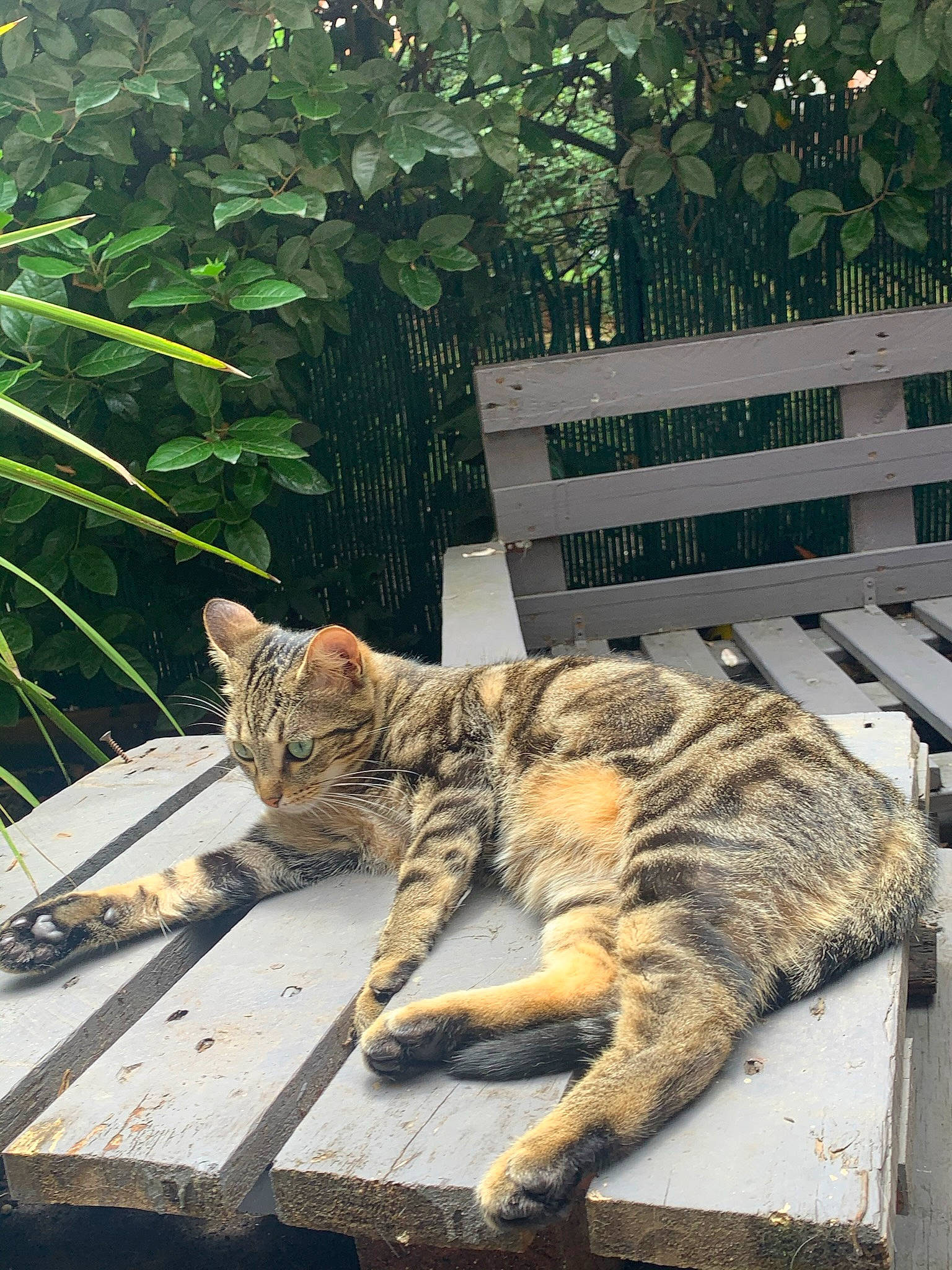 Heidi participe au concours pour gagner de l'argent avec cette photo : carnivore, cat, domestic_short_haired_cat, eye, fawn, felidae, fur, grass, outdoor_furniture, plant, sitting, small_to_medium_sized_cats, snout, tail, terrestrial_animal, tree, trunk, vertebrate, whiskers, wood