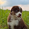 Baïa a rejoint le concours — aidez-le/la à gagner de superbes lots ! puppy, dog, grass, outdoor, field, nature, cute, fluffy, brown, white, collar, young, pet, animal, fur, portrait, sky, daylight, green, adorable
