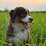 Baïa a rejoint le concours — aidez-le/la à gagner de superbes lots ! puppy, dog, grass, outdoor, nature, sunset, pet, animal, cute, fluffy, tongue, happy, young, fur, muzzle, collar, greenery, field, canine, playful