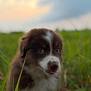 Baïa participe au concours pour gagner de l'argent avec cette photo : puppy, dog, grass, outdoor, nature, sunset, sky, greenery, cute, animal, young, pet, fur, tongue, field, blurred_background, mammal, adorable, closeup, playful