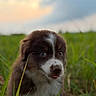 puppy, dog, grass, outdoor, nature, sunset, sky, greenery, cute, animal, young, pet, fur, tongue, field, blurred_background, mammal, adorable, closeup, playful