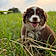 Baïa