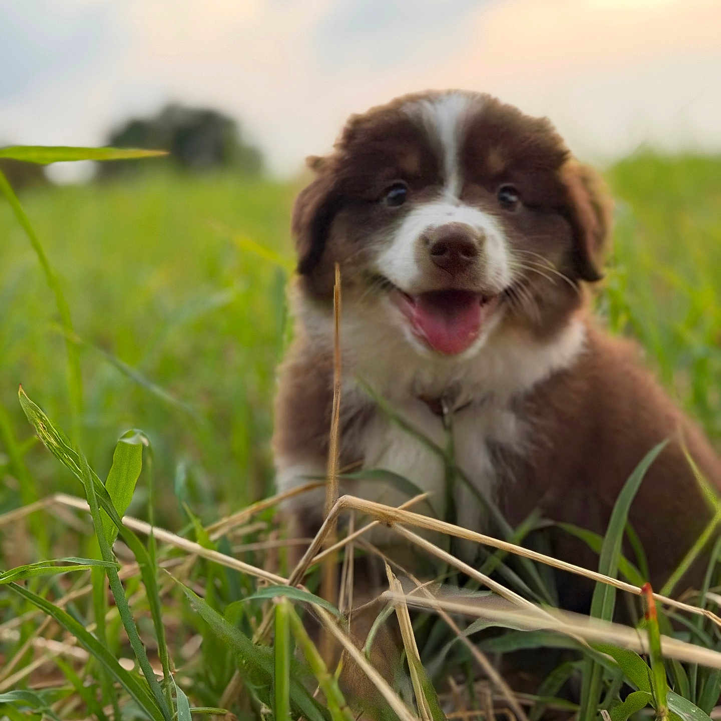 Baïa participe au concours pour gagner de l'argent avec cette photo : puppy, dog, grass, outdoor, nature, happy, smiling, cute, animal, pet, fur, tongue, field, green, young, mammal, friendly, playful, summer, canine
