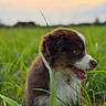 puppy, dog, grass, field, sunset, nature, outdoor, young_dog, brown_fur, white_fur, grass_blade, happy, cute, animal, pet, side_view, canine, fluffy, sky, greenery